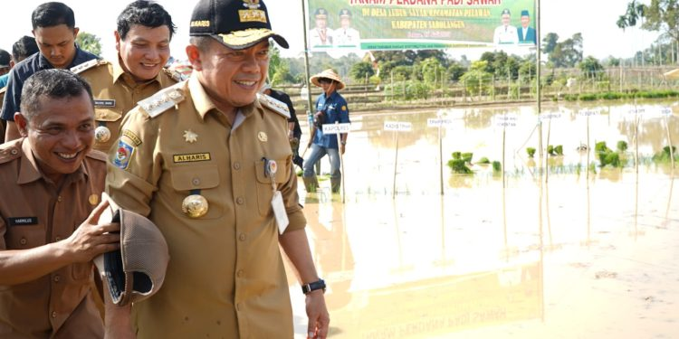 Kendalikan Inflasi, Gubernur Al Haris Perdana Tanam Padi Sawah di Sarolangun
