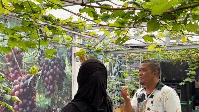 BERKEBUN ANGGUR - Raden Nursery alias Bang Raden punya ratusan pohon anggur dari puluhan jenis. Bang Raden sedang menunjukkan pohon anggur yang berbuah di kebun yang terletak di pekarangannya, Selasa (4/2/2025)