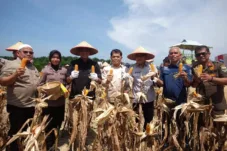 Wakil Bupati Muaro Jambi Hadiri Panen Raya Jagung Serentak Kuartal II 2025 di PT BBB
