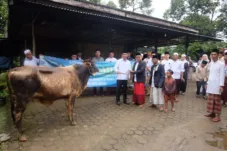Wakil Bupati Muaro Jambi dan Istri Laksanakan Salat Idul Adha dan Serahkan Hewan Kurban di Jambi Kecil