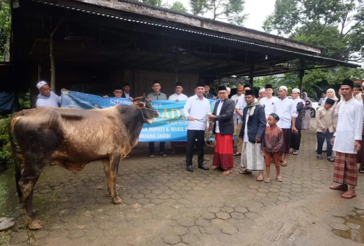 Wakil Bupati Muaro Jambi dan Istri Laksanakan Salat Idul Adha dan Serahkan Hewan Kurban di Jambi Kecil