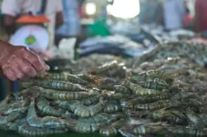FDA AS Tarik Udang Impor Indonesia karena Diduga Terkontaminasi Cs-137