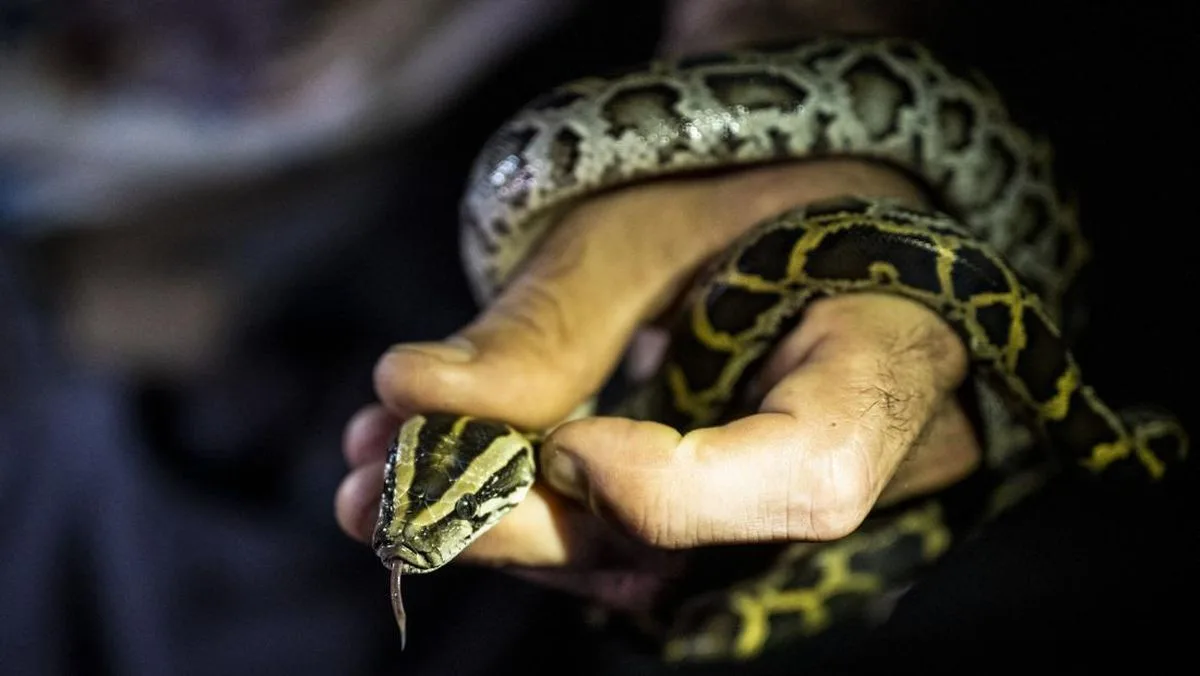 Waspada! Ledakan Kasus Gigitan Ular di Indonesia, Korban Tewas karena Antibisa Langka