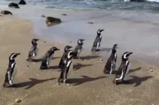 Sembilan Penguin Magellan Dilepasliarkan di Pesisir Chile Usai Rehabilitasi