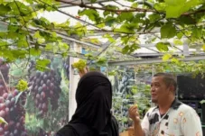 Wisata Jambi: Kebun Anggur di Pekarangan Rumah, Kisah Bang Raden Hadirkan Agrowisata untuk Edukasi