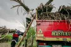 Danantara Berkomitmen Membeli Gula dari Petani Lokal dengan Harga Awal Rp14.500 per Kg