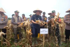 Panen Raya Jagung di Desa Sakean: Produksi Turun 60,6% — Bupati Janji Dukungan dan Langkah Perbaikan