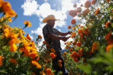Cara Menanam Bunga untuk Pemula: Panduan Praktis yang Mudah Diikuti
