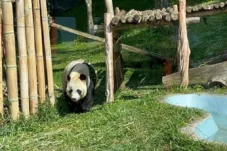 Cerita di Balik Kelahiran Bayi Panda Imut di Taman Safari Indonesia, Hasil Kerja Sama Konservasi Indonesia-China