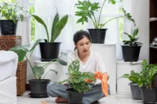 5 Tanaman Hias yang Diyakini Membawa Hoki dan Energi Positif di 2026