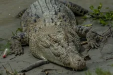 Nelayan Bintan Tewas Diterkam Buaya Saat Bersiap Melaut