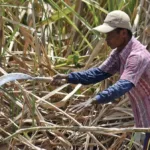 Kejagung dan KPK Usut Dugaan Korupsi Penerbitan HGU Gula di Lahan TNI AU