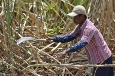 Kejagung dan KPK Usut Dugaan Korupsi Penerbitan HGU Gula di Lahan TNI AU