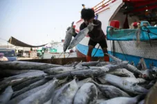 KKP Ajukan Tambahan Anggaran Rp1,7 Triliun untuk Pulihkan Sektor Perikanan di Sumatra