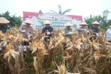 Panen Raya Jagung Serentak Kuartal I di Muaro Jambi: Dukungan Penuh untuk Swasembada Pangan Nasional 2026
