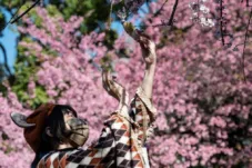 Biaya Trip Musim Sakura Jepang 2026 Turun hingga 20 Persen Dibanding 2025