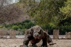 Cuaca Ekstrem Berlanjut, Penutupan Taman Nasional Komodo Diperpanjang hingga 20 Januari