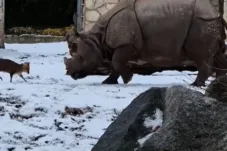 Kecil tapi Berani, Rusa Muntjac ‘Tantang’ Badak Bercula Satu di Kebun Binatang Polandia