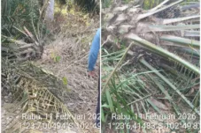 Kembali WKS gusur kebun warga Desa Bukit Bakar, Pemkab, DPRD Tanjung Jabung Barat dimana ?