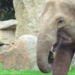 Kemenhut Resmi Larang Atraksi Gajah Tunggang di Seluruh Indonesia