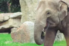 Kemenhut Resmi Larang Atraksi Gajah Tunggang di Seluruh Indonesia