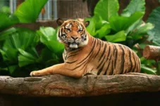 Cagar Alam Jadi Harapan Terakhir Melindungi Harimau Malaya di Malaysia