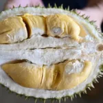 Kritisi.ID