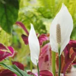 Kritisi.ID